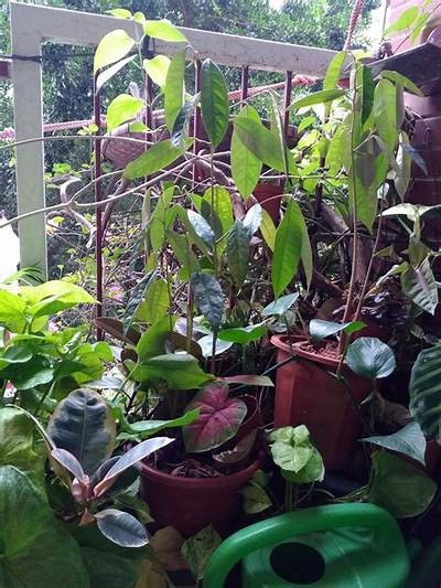 榴莲种植攻略：湛江地区能否成功栽培国产榴莲？