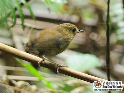 钃濊帗姘磋湝妗冨仛娉曠獚闂ㄨ棰?铚滄濂堕叆鍚愬徃鐨勫仛娉曡棰?研究与解读