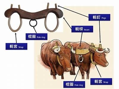如何增强妯辫姳瑙嗛的吸引力？彻底解析健康生活方式！