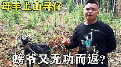 国产侏儒羊养殖全流程视频教程，让你轻松入门养羊