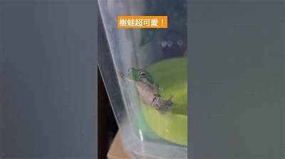 完整解析国产树蛙饲养技巧与视频教程，助你轻松掌握养殖方法