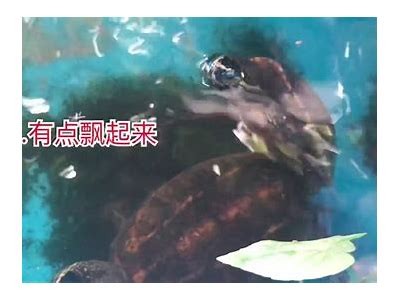 精彩国产山乌龟视频合集：可爱萌宠养殖与饲养技巧分享