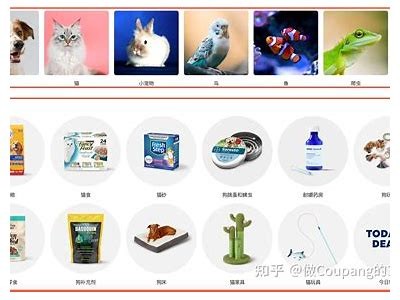 如何选择适合的宠物用品？彻底解析宠物用品选购技巧与注意事项