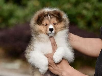 2023年国产猛犬品种全解析：十大推荐犬种介绍