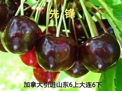 国产樱桃发展史详解：从引种到产业化的全景回顾