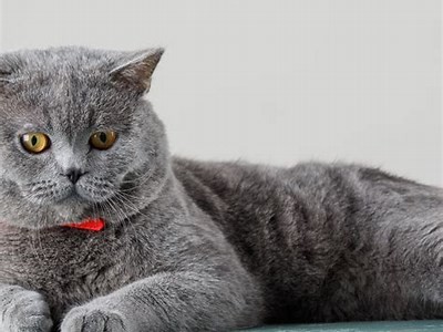 国产短尾猫养护指南：如何让你的猫咪健康快乐