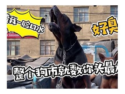 精美国产狗狗视频，萌态百出，治愈你的心灵