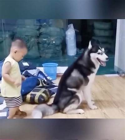 搞笑放屁小狗动画片：可爱国产动画视频推荐