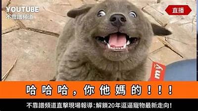 2023年最新国产搞笑舞蹈视频大全，畅享欢乐时刻！
