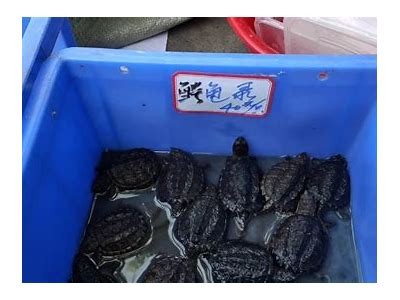 探索国产佛鳄龟：了解这种珍稀爬行动物的习性与保护现状