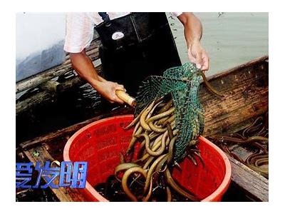 探索黄鳝：国产黄鳝视频深度解析与美味制作方法