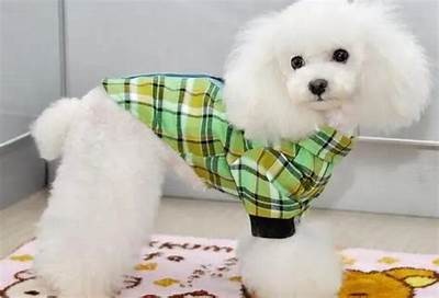 宠物美容行业现状检视：障碍与机遇共存的市场前景