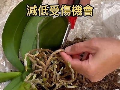 详细教程：国产铃兰种植技巧与注意事项视频
