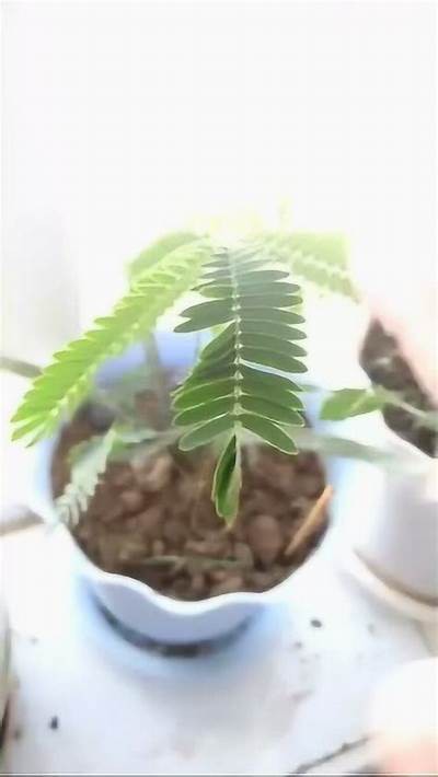 畅享国产含羞视频会员在线，尽享福利视频无广告体验
