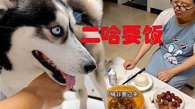 搞笑狗尾巴视频动画片：国产宠物幽默大集合