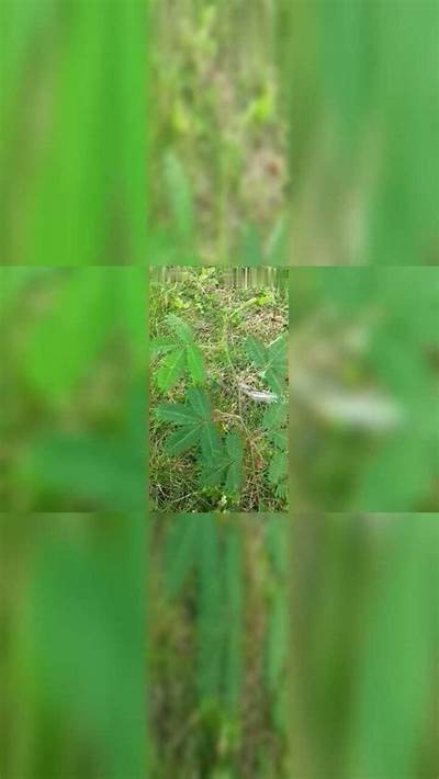 高清视频分享：尽享国产在线含羞视频，带你探索新的视界