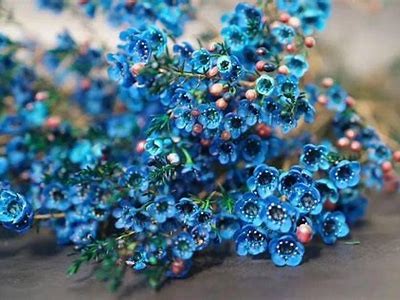 腊梅插花技巧分享：如何选购与搭配完美的国产花瓶？