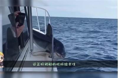 国产鲨鱼统治力：揭秘鲨鱼在海洋中的霸主地位与生态影响