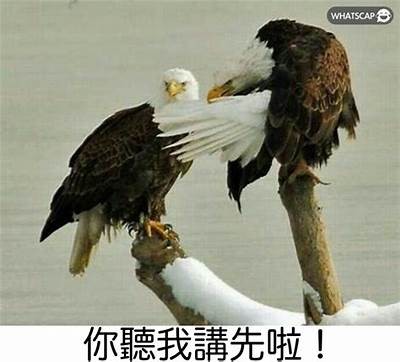揭秘姘磋湝妗冩槸鎬庝箞鎵掔毊鐨勫憿瑙嗛的真相与影响