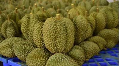 2023年最新指南：国产榴莲能种植吗？全解析视频
