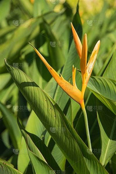 探索天堂鸟在线：国内最新高清视频与精彩内容