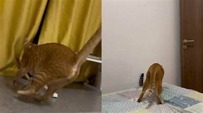 最新高清猫咪视频，国内优秀短片合集，陪你一起萌宠时光