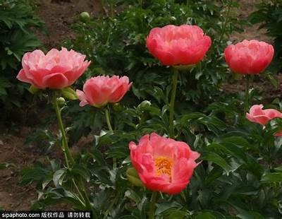 2023年芍药花束推荐：精选国产优质花卉视频