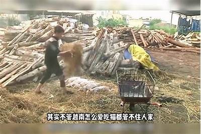 猫咪能吃国产肉吗？揭秘猫咪饮食安全与健康知识