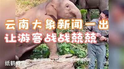 震撼！国内多个大象视频曝光，揭示它们的生活与习性