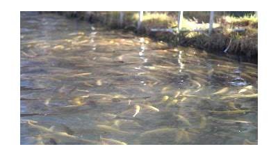 全景视频：国产虹鳟淡水养殖技术与实践全解析