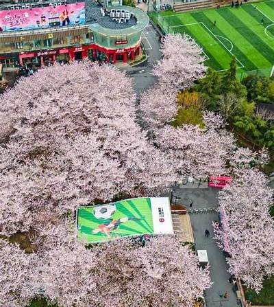 国产一樱花视频：绚丽樱花盛开，春季赏花最佳指南