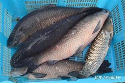 青鱼视频全集：腾讯视频独家上线，精彩内容不容错过