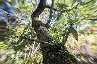 如何提高铁皮石斛的种植成功率？专家分享种植技巧与注意事项