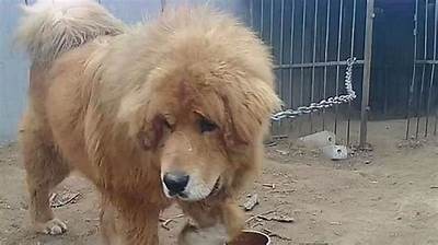 高清国产纯种黑獒视频欣赏：绝美犬种魅力尽现