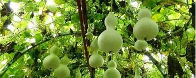 详解国产小葫芦种植技术，轻松掌握高产秘诀