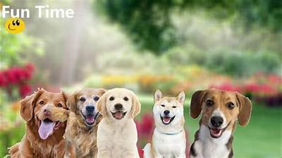 趣味国产狗视频精彩合集：可爱萌犬带来无限欢乐
