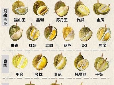 彻底解析国产榴莲知识的科普视频大全，助你轻松了解榴莲世界