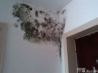 如何在潮湿环境中保护木材，防止霉变与腐烂？