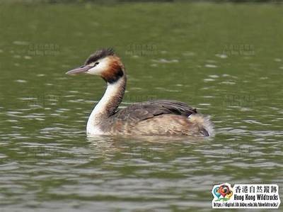 灏忚湝妗冨悆楦′富鎾槸璋佸憖瑙嗛：揭秘未来发展动向与机遇调查