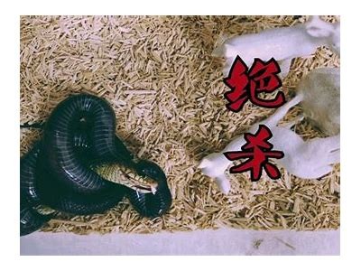 国产黑王蛇精彩视频合集，带你领略黑王蛇的奇妙世界