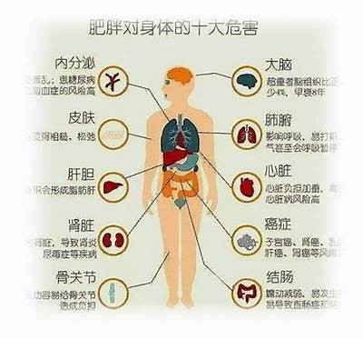 优化养生饮食：探讨养生与发胖的关系与对策