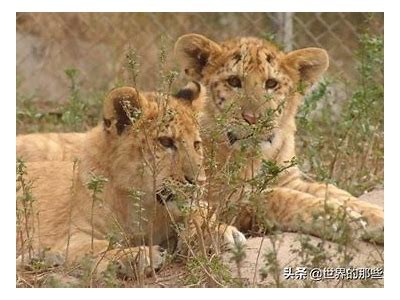国产虎狮视频完整版在线观看，高清无删减版分享