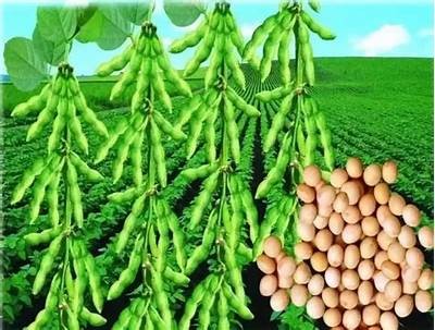 国产大豆视频分享平台：探索大豆种植与加工的全貌