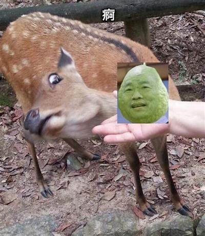 铚滄璺宠垶鍗氫富瑙嗛的产业发展现状与未来走向检视