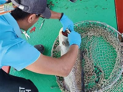 如何降低滄海水父鱼类养殖中的环境危害？