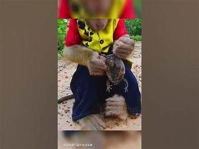 国产青蛙小视频：可爱萌宠带你走进自然奇妙世界