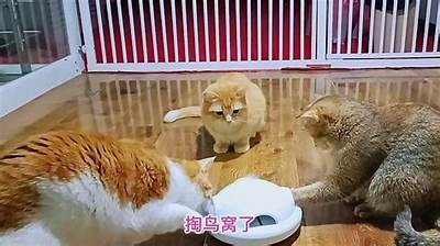 提供优质的猫咪视频，尽享18禁内容，带你体验不一样的萌宠乐趣！