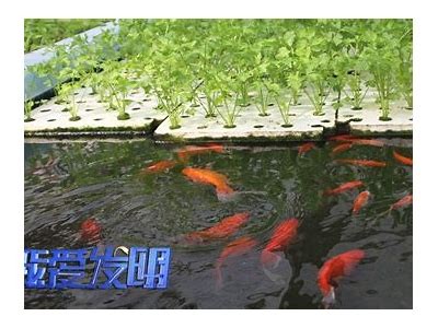 完整解析国产乌鱼养殖技巧与喂养视频大全，助您轻松提高产量！