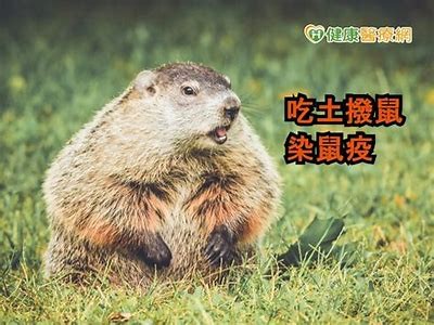 国产土拨鼠是否携带病毒？揭秘视频详解注意事项与科普知识