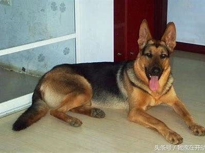 探秘国产昆明犬：聪明忠诚的伴侣犬全方位视频解析